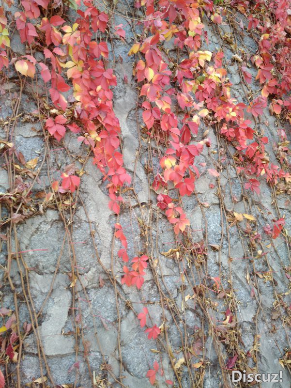 IMG_20181031_125948.jpg