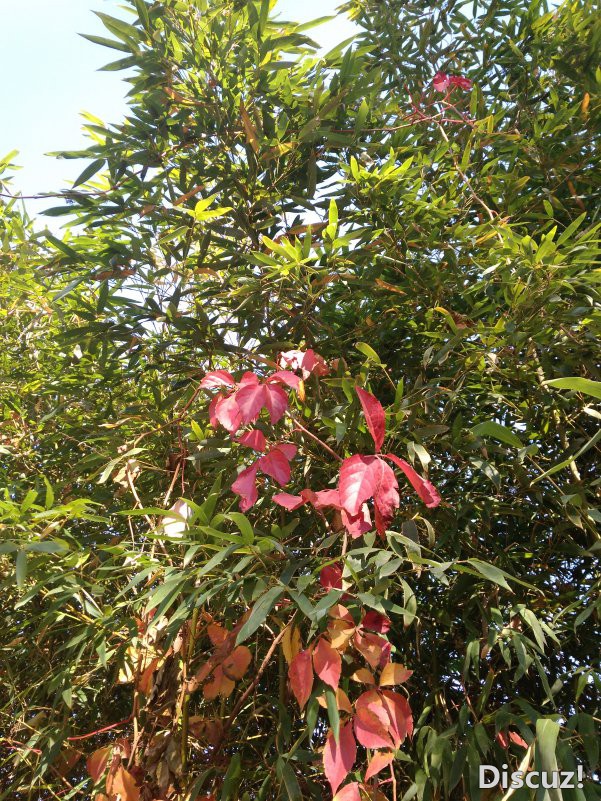 IMG_20181031_125745.jpg