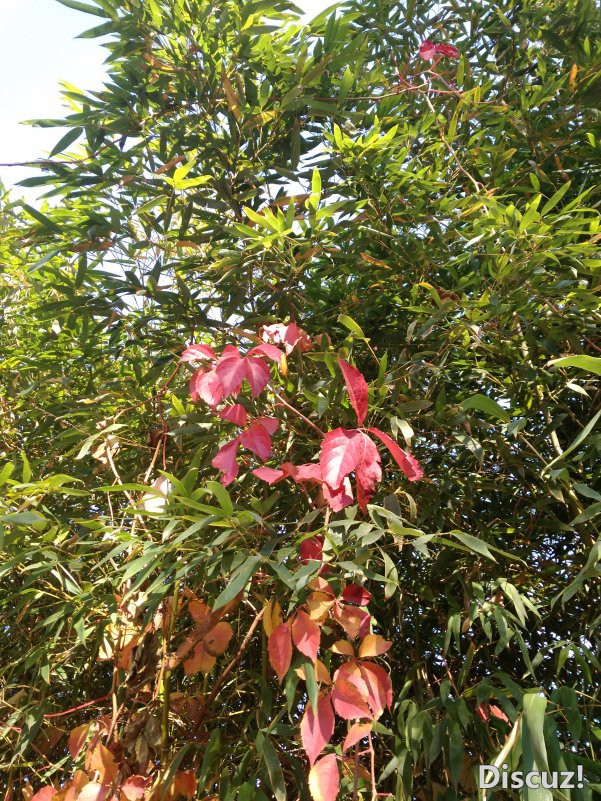 IMG_20181031_125743.jpg