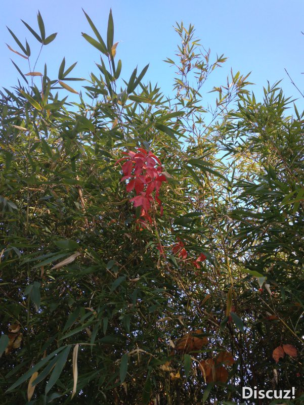 IMG_20181031_125703.jpg
