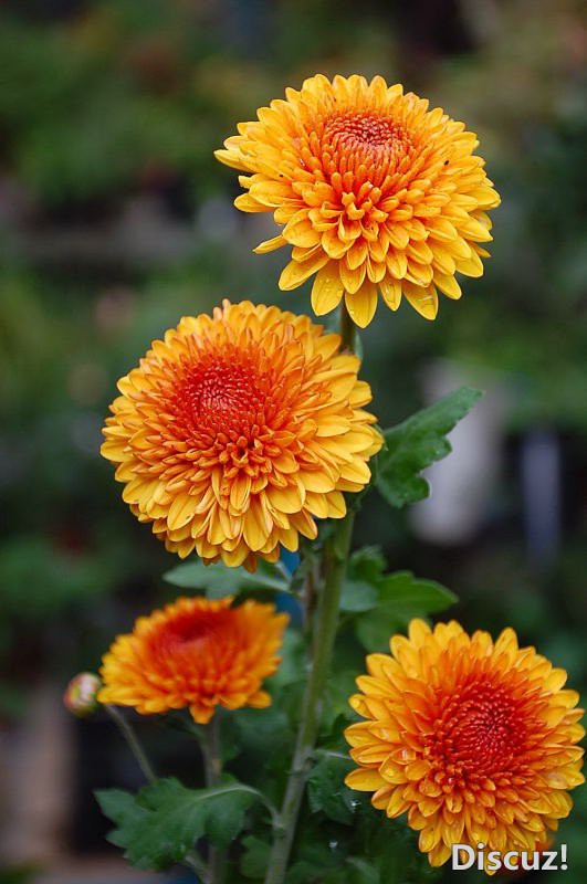 DSC_43540103.JPG