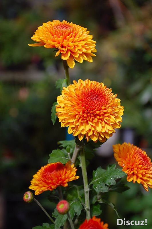 DSC_43480097.JPG