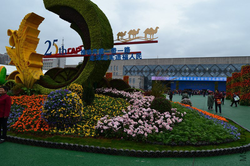 DSC_8125.jpg
