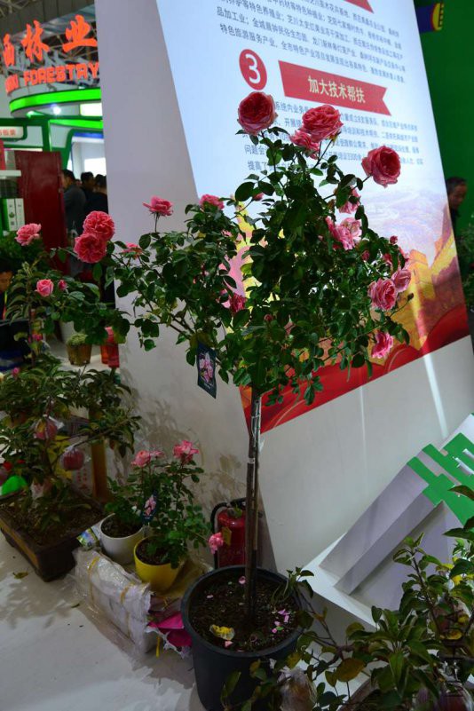 DSC_8170-3.jpg