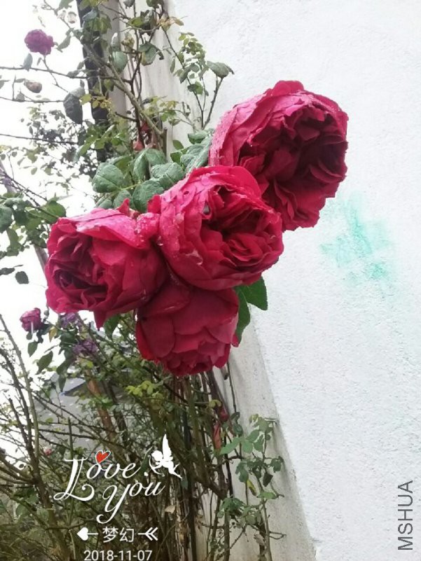 QQͼƬ20181108200624.jpg