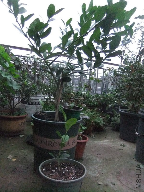 DSCF5538_����.jpg