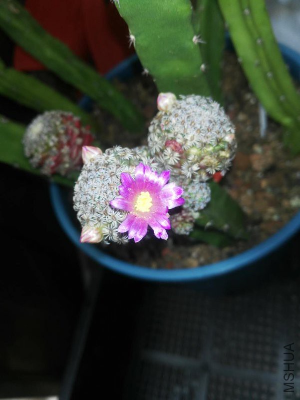 ΢��ͼƬ_201810260957118.jpg