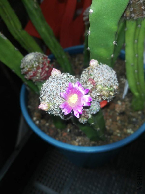 ΢��ͼƬ_201810260957117.jpg