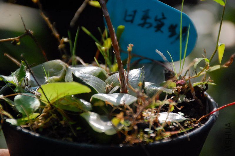 DSC_53500198.JPG