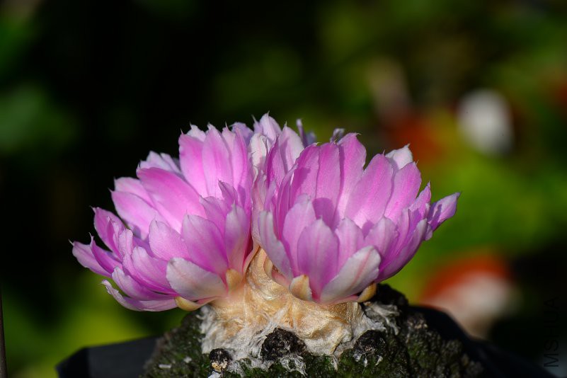 DSC_8452.JPG