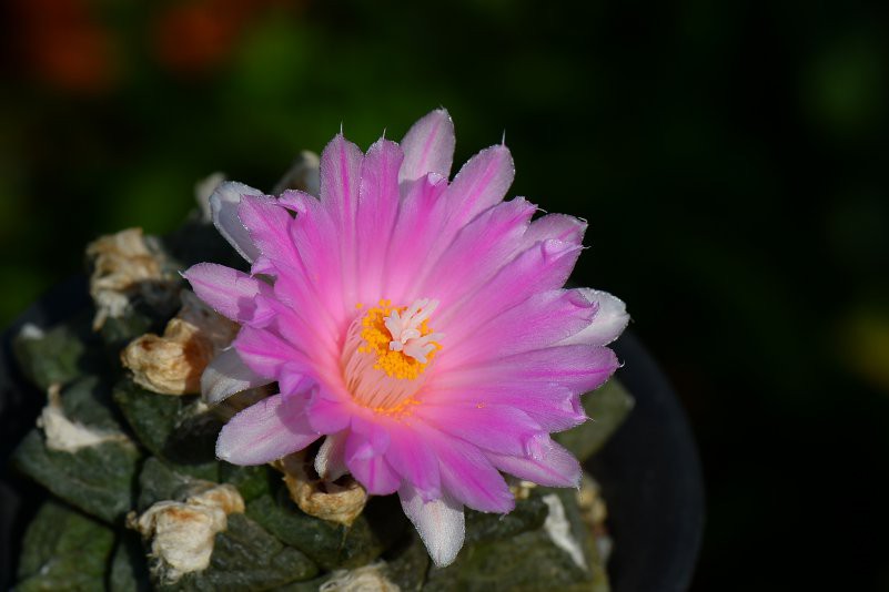 DSC_8464.JPG