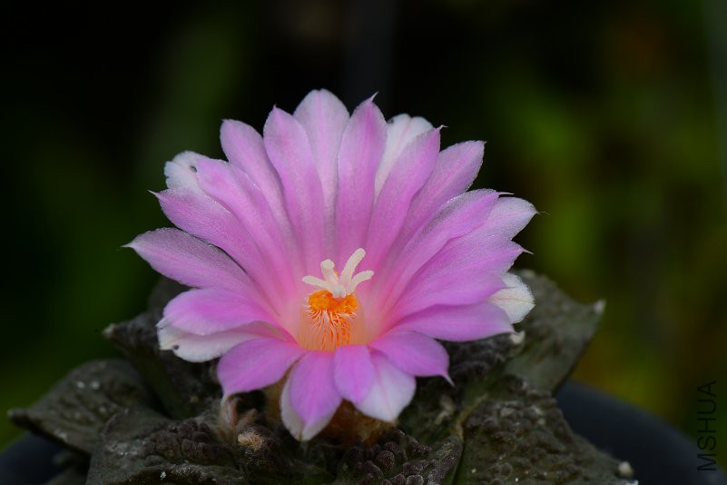 DSC_8531.JPG