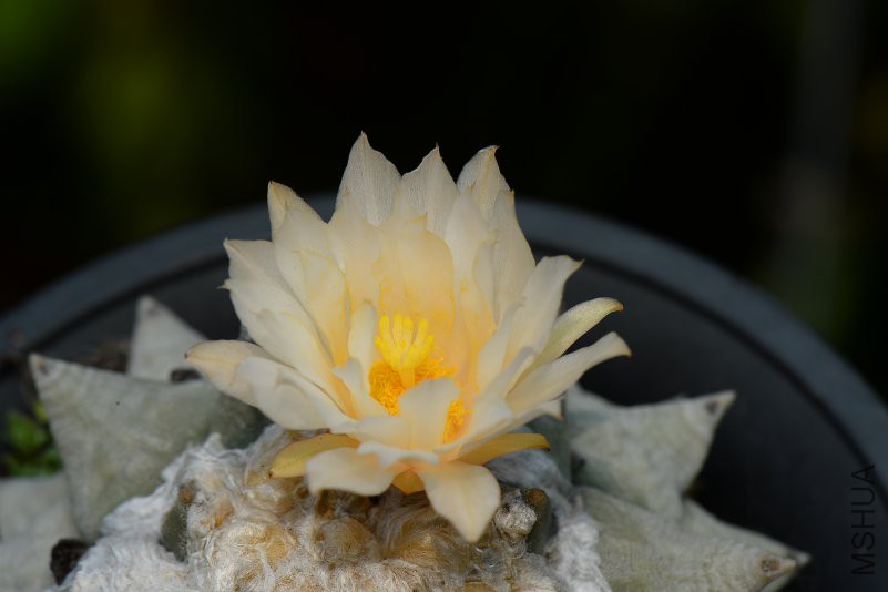 DSC_8537.JPG