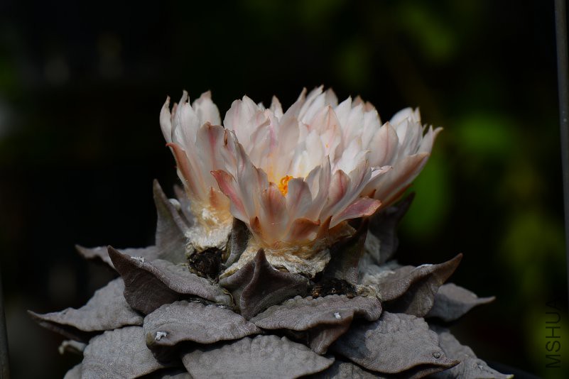 DSC_8552.JPG