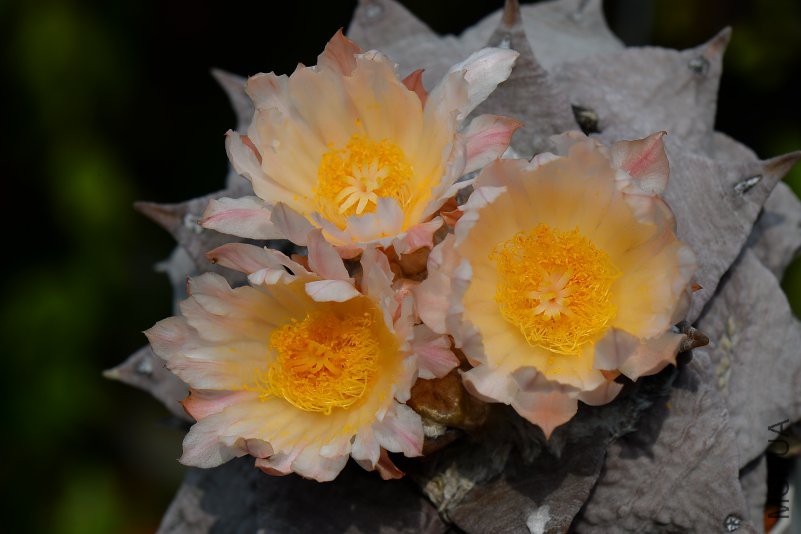 DSC_8555.JPG