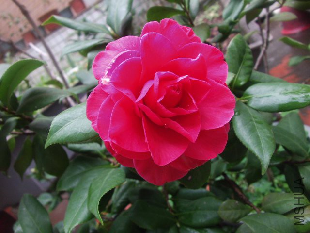 GEDC2384.JPG