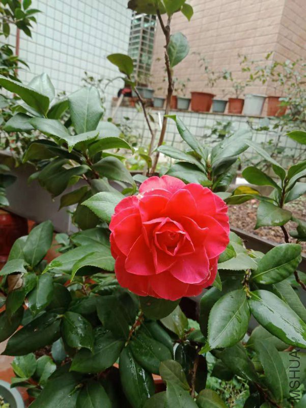 ΢��ͼƬ_20181116123153.jpg