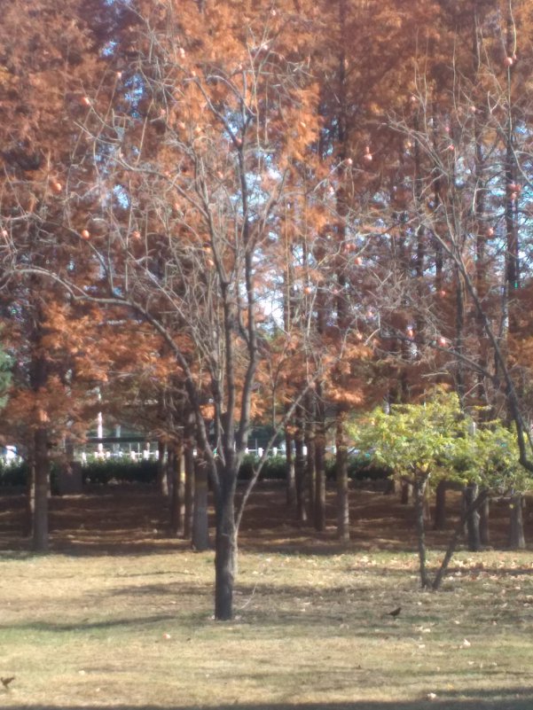 IMG_20181116_124854.jpg