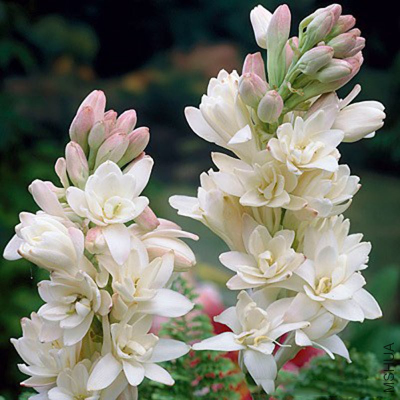 '����'��Polianthes tuberosa 'The Pearl'��.jpg
