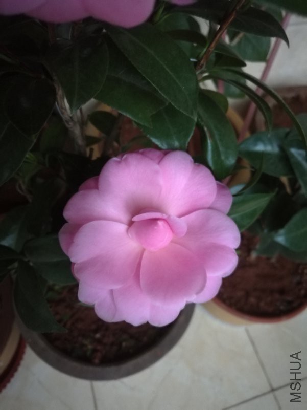 IMG_20181117_070743.jpg