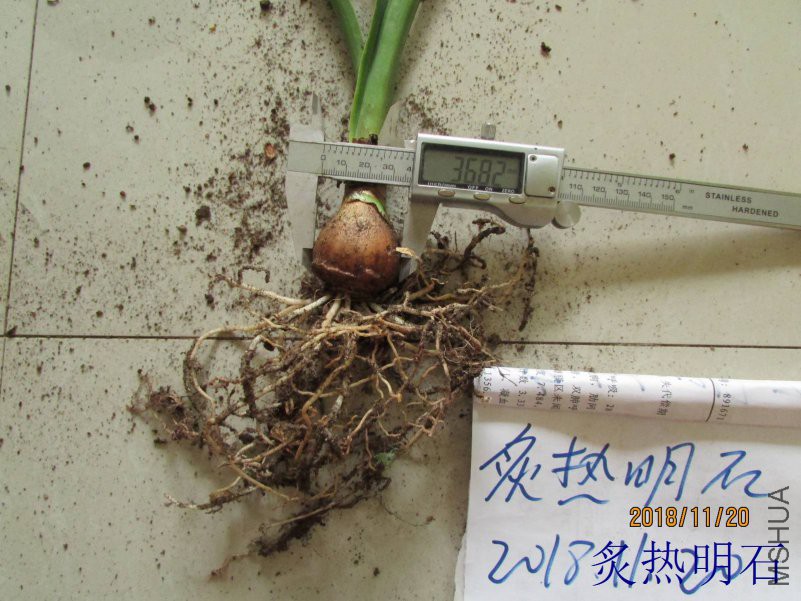 ħ����ɫ3.6cm.jpg