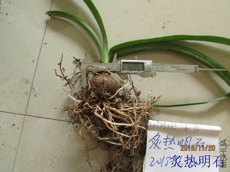 ħ����ɫ6.2cm.jpg
