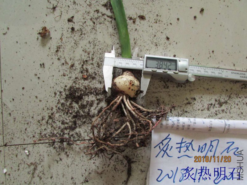 ����3.8cm.jpg