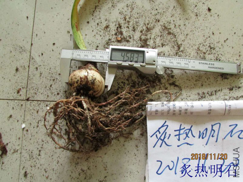 ����4.5cm.jpg