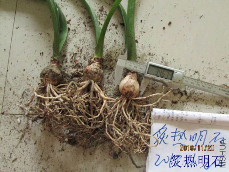 ��˿3.5cm����.jpg