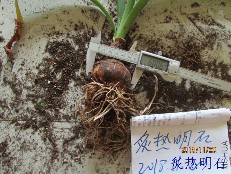 ������6.0cm��������.jpg
