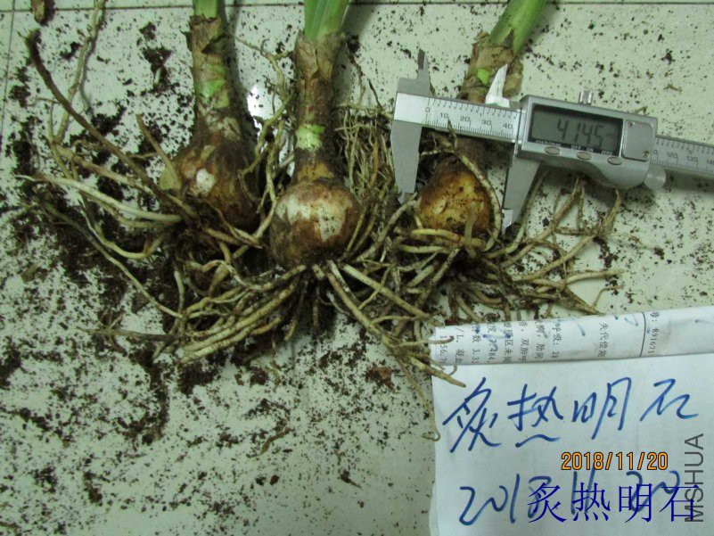 ����֮��4-4.5cm.jpg