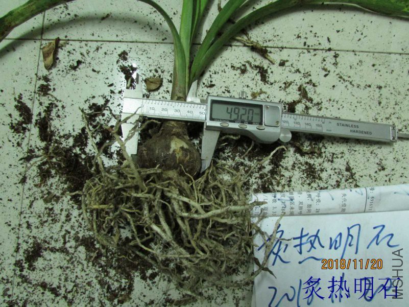 ���ۼ�4.9cm.jpg