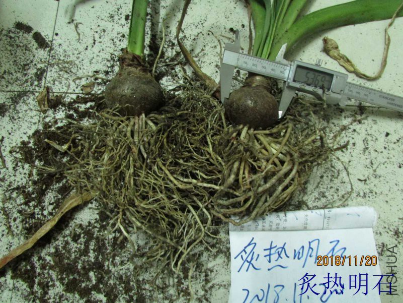 ����5.4cm����.jpg
