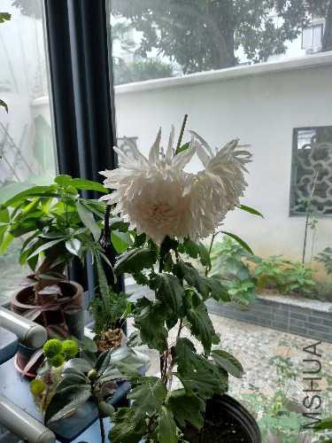 IMG_20181120_080052.jpg