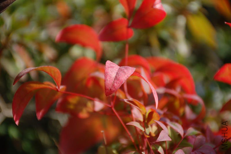 DSC_64810032.JPG