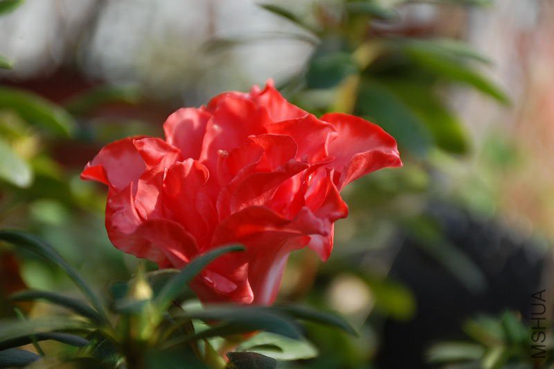 DSC_64820033.JPG