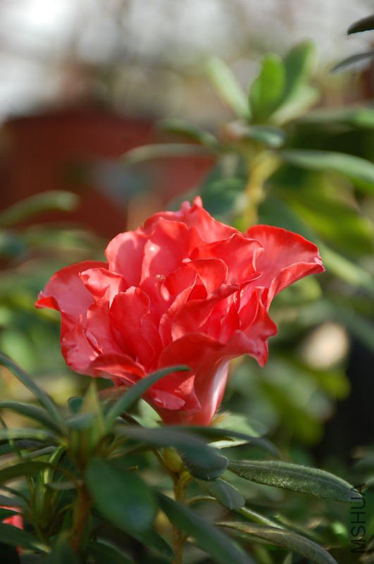DSC_64900041.JPG