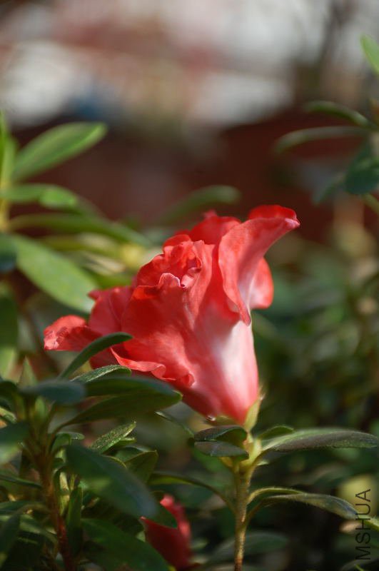 DSC_64880039.JPG