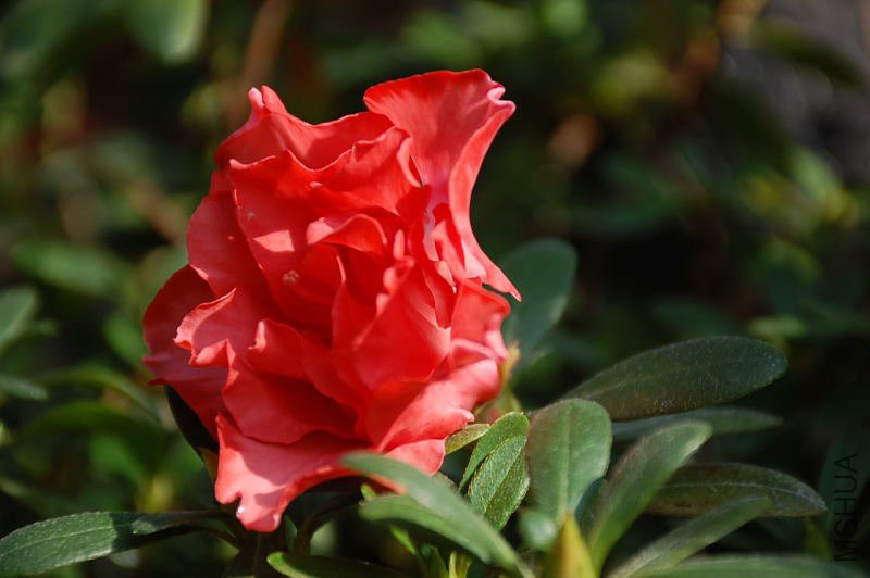 DSC_66570208.JPG