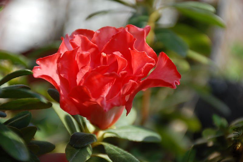 DSC_64850036.JPG