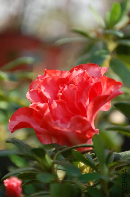 DSC_64870038.JPG