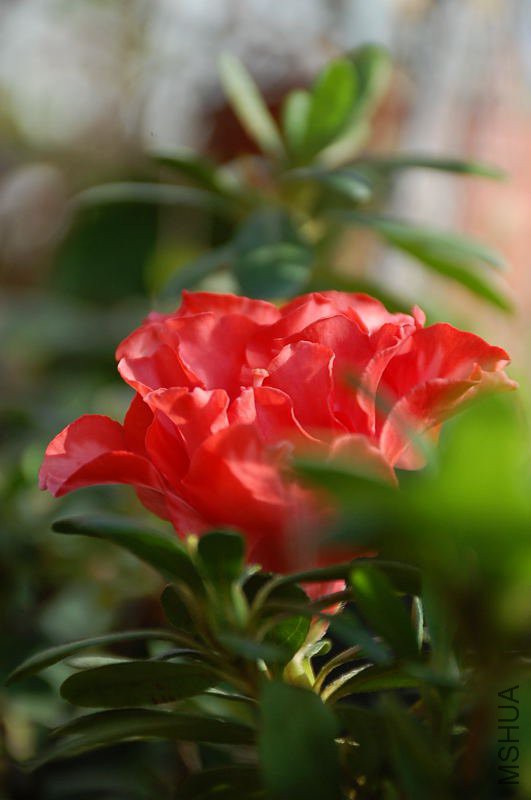 DSC_64950046.JPG