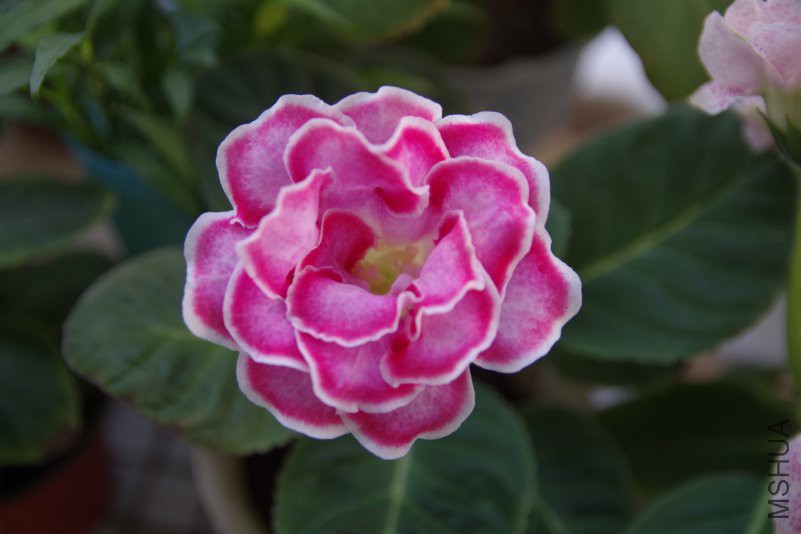 IMGP1703.JPG