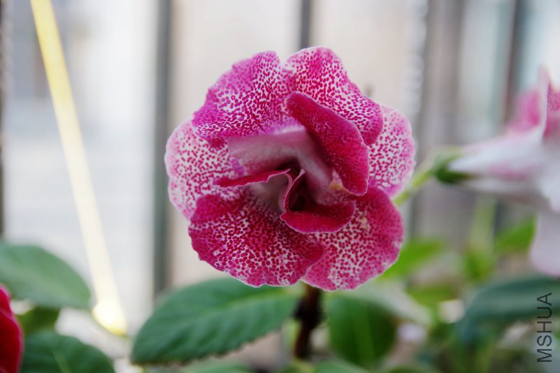 IMGP1704.JPG