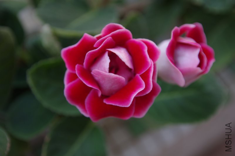 IMGP1713.JPG