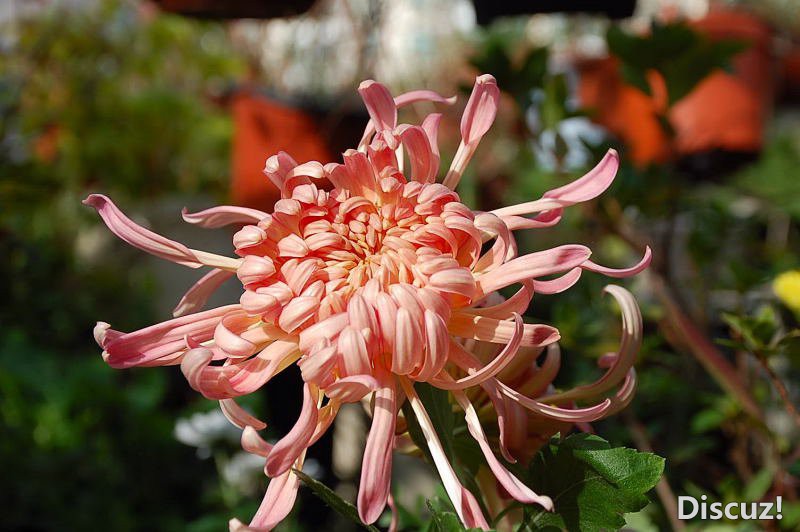 DSC_76690181.JPG