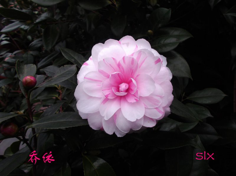 2018-12-2j 001����a.jpg