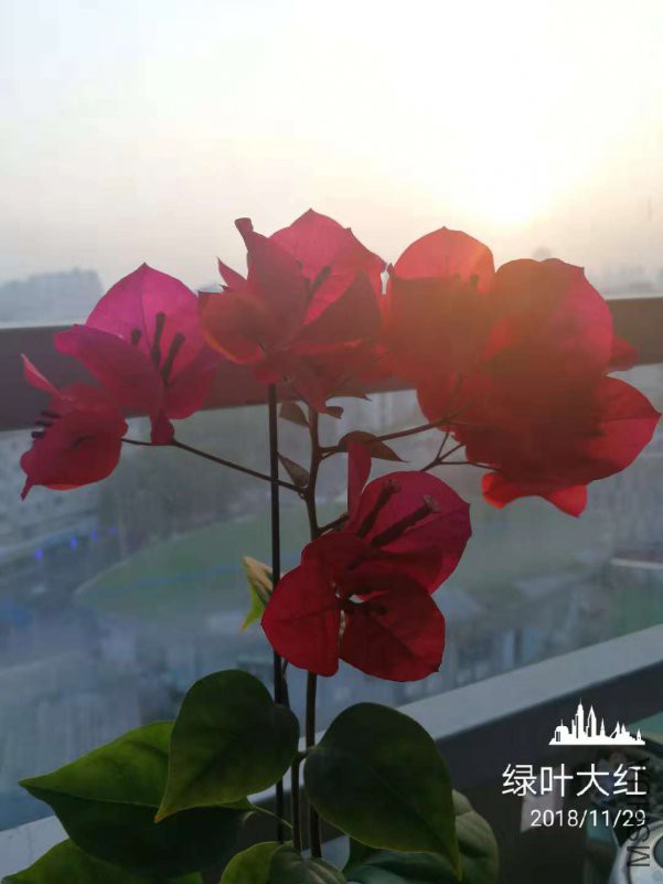 ��Ҷ��� 2018.jpg