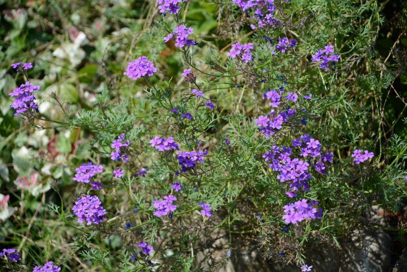 DSC_94100765.JPG