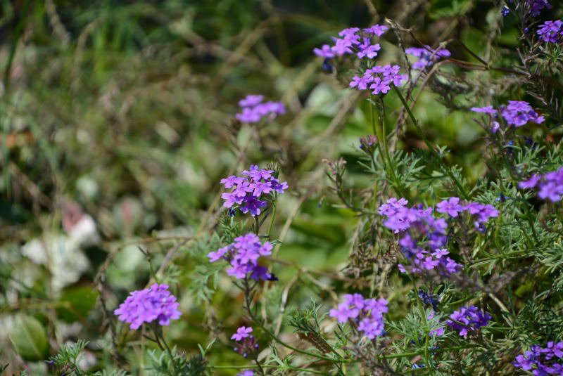 DSC_94120767.JPG